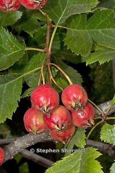 crataegus pinnatifida 4 graphic